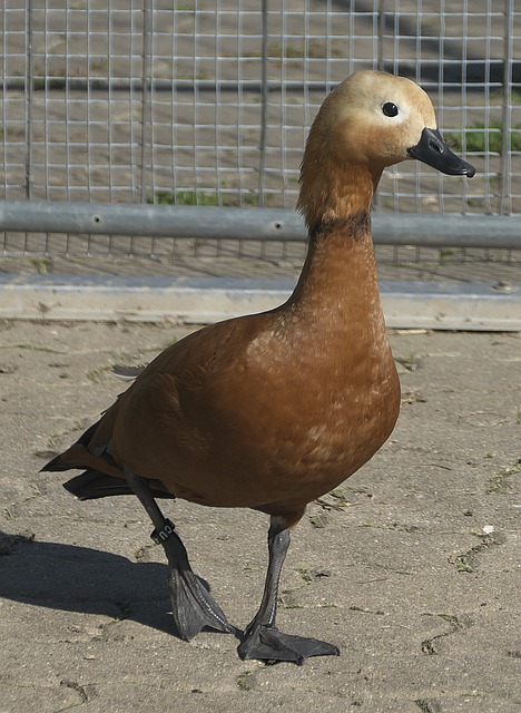 将不会仅限